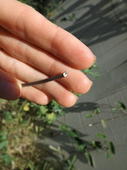 Araujia sericifera