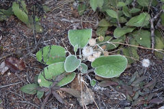 Brachyglottis haastii