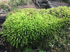 Pyrrhobryum paramattense