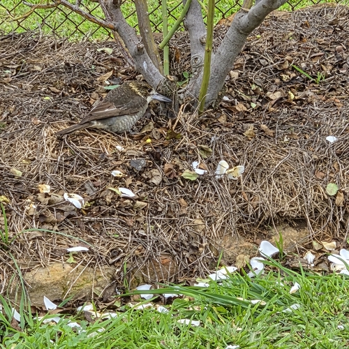 Grey Butcherbird