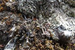 Leptinella conjuncta