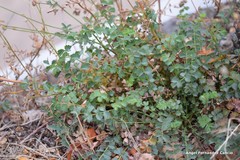 Sanguisorba minor balearica