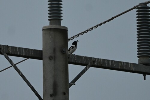 Pied Butcherbird