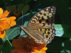 Argynnis vorax