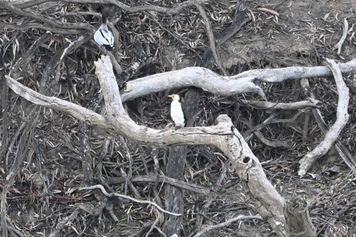 Little Pied Cormorant