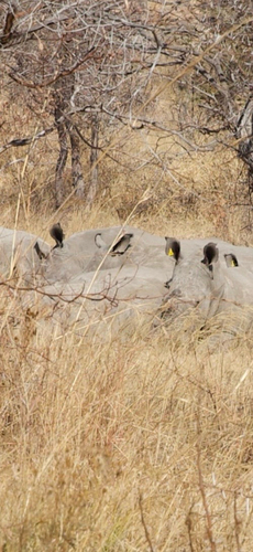 Southern White Rhinoceros