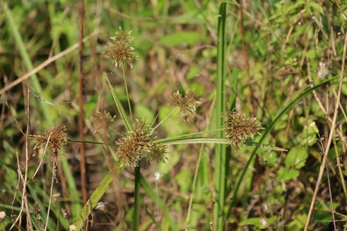 Cyperus pilosus observed 2026-06-29