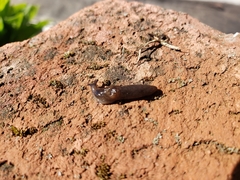Deroceras