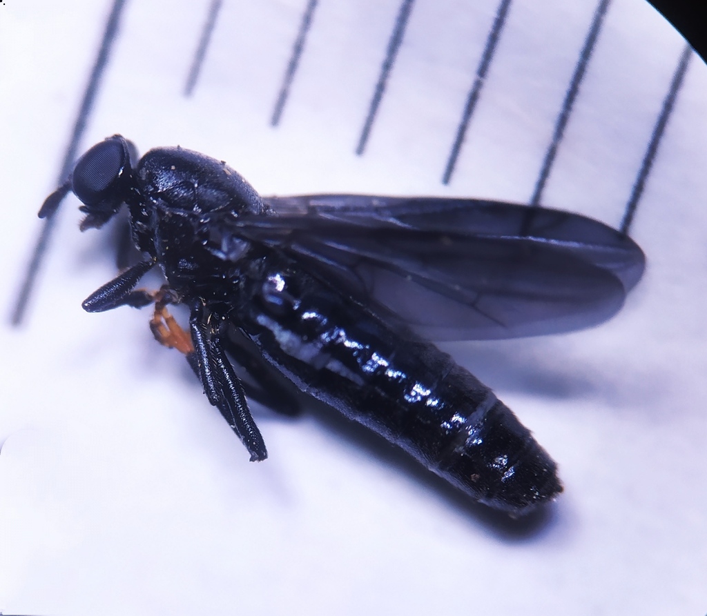 Forest Windowfly