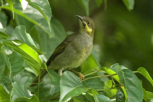 Foulehaio carunculatus observed 2026-05-07