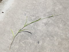 Ehrharta erecta