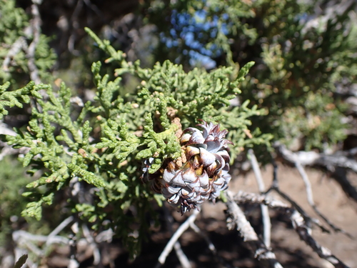 iNaturalist observation photo of Walshomyia