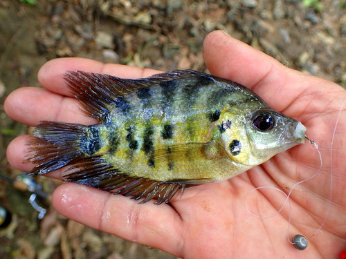 Flier cichlid (Archocentrus centrarchus) — Cichlidae — 5