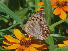 Argynnis vorax