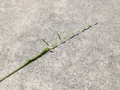 Ehrharta erecta