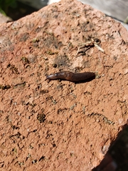 Deroceras