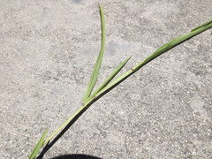 Ehrharta erecta