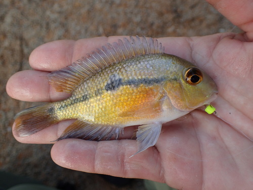 Nicaragua-cichlide (Hypsophrys nicaraguensis) — Cichlidae — 3