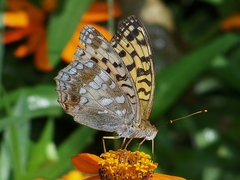 Argynnis vorax