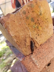 Deroceras