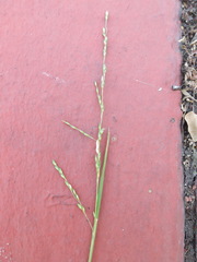 Ehrharta erecta