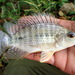 Nile Tilapia - Photo (c) pmk00001, some rights reserved (CC BY-NC)