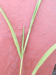 Ehrharta erecta