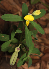 Crotalaria retusa, photograph (c) Lachlan Copeland, some rights reserved (CC BY-SA)