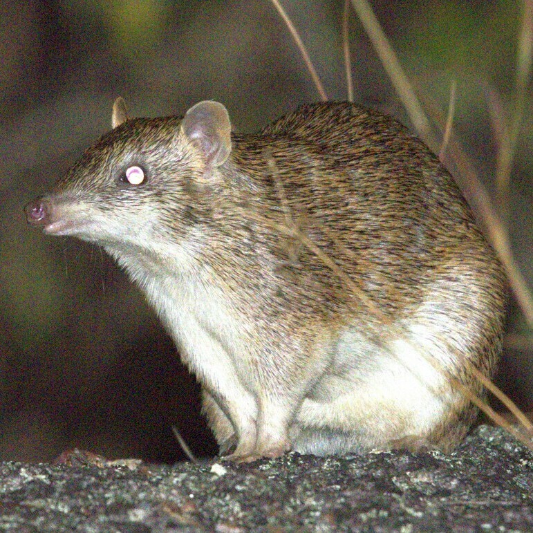 Cape York Brown Bandicoot