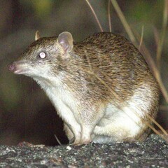 Cape York Brown Bandicoot photo 1