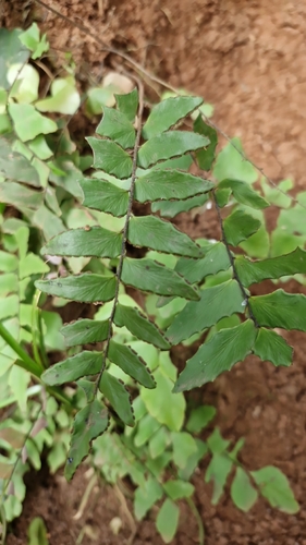 Adiantum petiolatum observed 2026-06-29