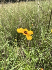 Coreopsis basalis
