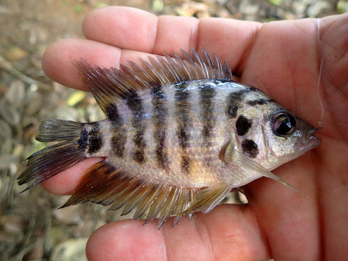 Flier cichlid (Archocentrus centrarchus) — Cichlidae — 2