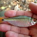 Creek Tetra - Photo (c) pmk00001, some rights reserved (CC BY-NC), uploaded by pmk00001