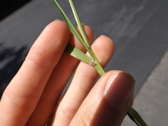 Ehrharta erecta