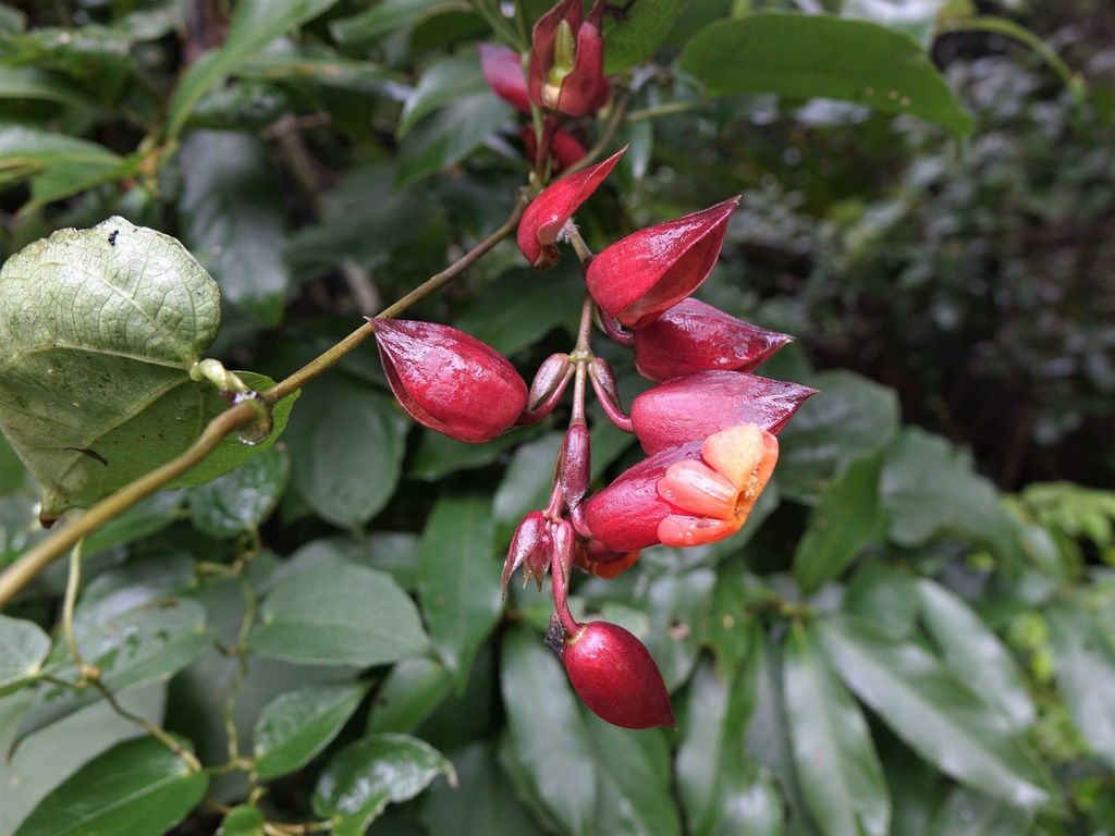Scarlet clock vine