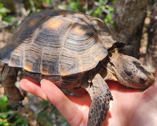 Texas Tortoise