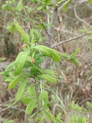 Diospyros texana