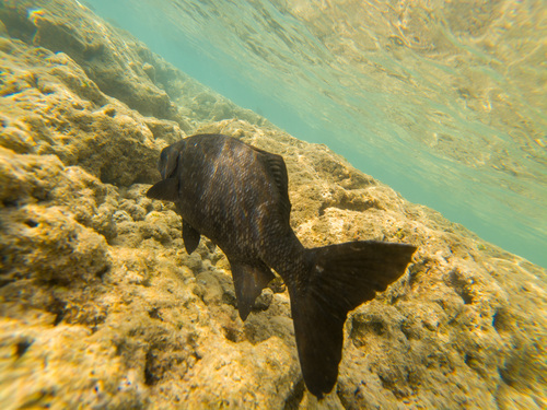 Kyphosus hawaiiensis observed 2026-06-27