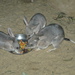 Bilbies - Photo (c) bishib70, some rights reserved (CC BY-NC-ND)