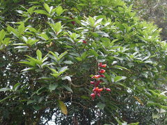 Thunbergia coccinea