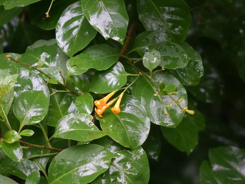 Cestrum aurantiacum