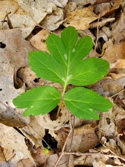 Hydrophyllum virginianum