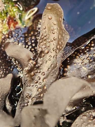 Mazzaella laminarioides observed 2026-06-28