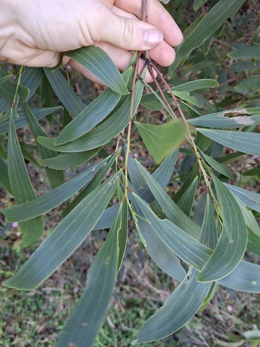 Acacia polystachya observed 2026-06-30