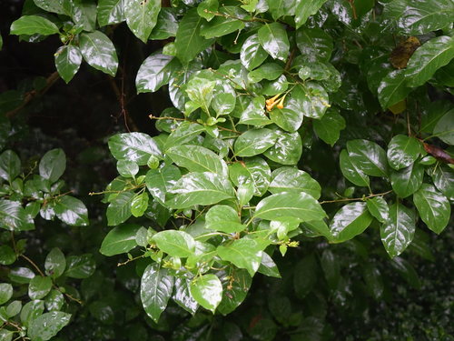 Cestrum aurantiacum