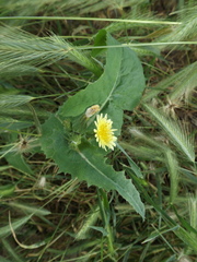 Sonchus oleraceus