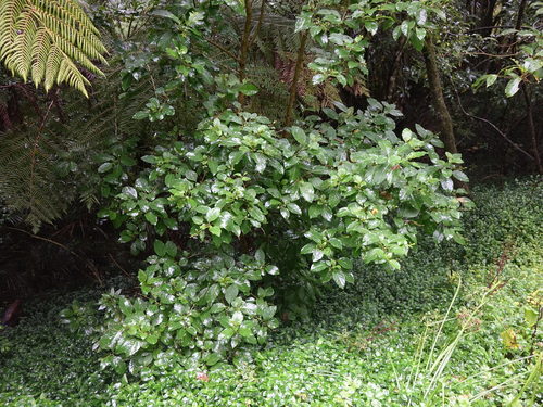 Cestrum aurantiacum