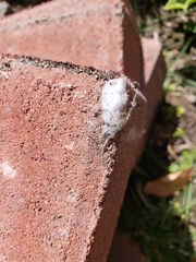 Lepidoptera