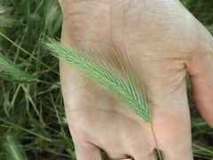 Hordeum murinum